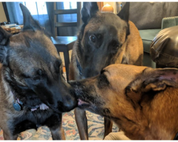 Dogs Kiss Their Ailing Brother As They Say Their Final Goodbye