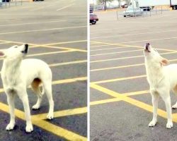 Dog Dumped In Parking Lot Waits 9 Days For Owner And Keeps Howling For Her Family