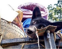 Dog Tied To Van’s Roof, She Confronts Driver & Finds Out He’s Going To Meat Market