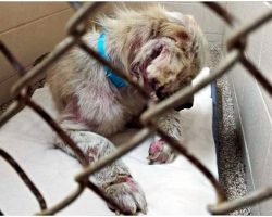 Dog Riddled With Wounds Refused To Look At Anyone As They Walked By His Kennel