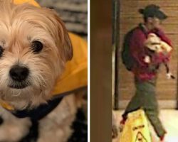 Couple reunites with missing dog after burglar used dog walking app to steal him