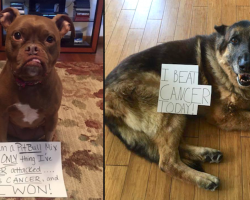 12 Dogs Who Beat Cancer And Are Happy To Spread The News