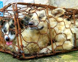 80+ Dogs Rescued From Dog Meat Trade, They Need Our Help To Avoid Being Put Down