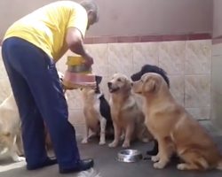 Dogs Show Off Table Manners As Dad Hands Out Their Food Bowls