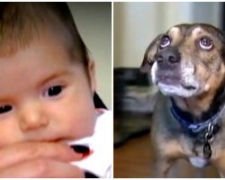 Rescue Dog Knew The Baby Wasn’t Breathing So He Rushed To Wake Up Mom And Dad