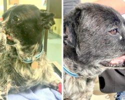 Owner Beat Dog To An Inch Of Death, Tied Up His Snout Causing Permanent Damage