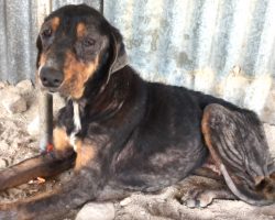 After 10 Years Together, Family Leaves Their Dog Behind When They Move Away