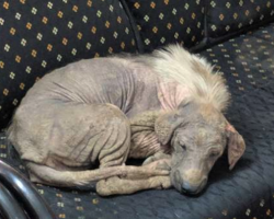 Stray Wanders Into Shelter On Her Own And Feels Safe Enough To Fall Asleep