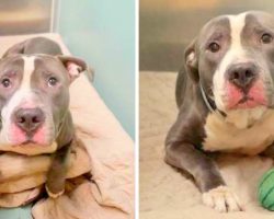 Family Takes Him To High-Kill Shelter Because He No Longer Deserved Their Love