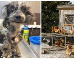 Dog Sought Shelter In Chicken Coop- He Covered Himself In Feathers To Stay Warm
