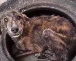 Stray Who Called An Old Tire Home Just Wants To Hug His Rescuer