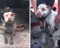 Dog Tied Up On Short, Heavy Chain Was Meant To Guard The Junkyard