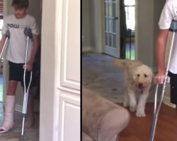 Funny Dog Mocks Human Brother’s Broken Leg ‘Walk’ Behind His Back