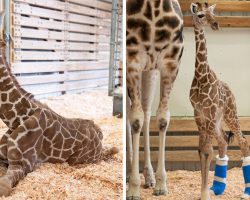 Giraffe Born With Rare Disorder Gets Delightful Custom Shoes To Help Him Walk