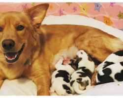 Golden Retriever Mix Gives Birth To Litter Of Baby Cows And Mom Is Confused