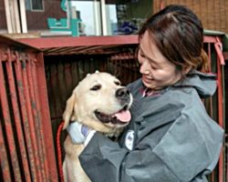 Largest Dog Meat Market In South Korea Is Finally Shut Down For Good, Dogs Freed
