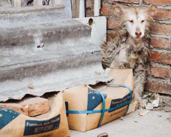 While The Other Dogs Played, Neglected Husky Sat Frozen With Fear In The Corner