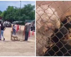 Line Of Pets Surrendered At Animal Shelter Is 2-1/2 Hours Long, Staff Overwhelmed