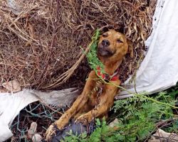 He Was Dying On The Side Of The Road, But He Would Soon Be Free Of The Effects Of His Past