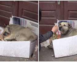Her Cardboard Box Is Crumbling, Her Blanket Is Filthy And It’s Time For A Home