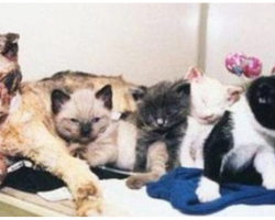 Hero Mama Cat Walks Into Burning Building 5 Times To Rescue Kittens