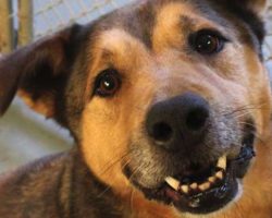 Dog’s So Happy To Be In A Home After 2,381 Days In The Shelter