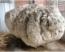 Hikers Spot A Neglected Sheep Struggling To Walk With A 90-Pound Wool Coat