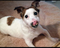 Homeless Senior Dog Without A Nose Finds A Family Who Thinks She’s Flawless