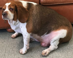 Overweight Beagle Dropped Off At The Shelter To Be Euthanized For Being Too Fat