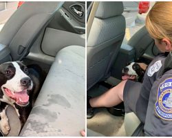 Officers Rush To Save Distressed Pup From Hot Car – Searching For Dog’s Owner