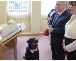 Rottweiler Not Allowed To Play With Others At Shelter Becomes His Dad’s Best Man
