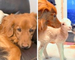 Weak Lamb Was Rejected By Mother & Left To Die, Finds Doting Parents In Two Dogs