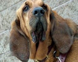 Bloodhound K9 Treks Through Cacti & 90-Degree Heat To Sniff Out Missing Girl