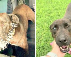 They Dumped Her Stabbed By Painful Porcupine Quills, Now She Begs To Be Adopted