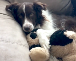 After Losing His Best Friend To Cancer, Dog Finds Comfort In A New Buddy