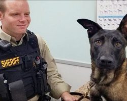 K9 Rejoins His Worried Handler After He Was Spooked By Fireworks & Went Missing