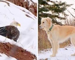 Eagle Was Frozen In Snow & Dying Of Lead Poisoning, Barking Dog Helps Save Her Life