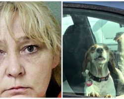 Gambling Addict Causes “Torture Session” For Three Animals Locked In Hot Car