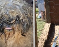 Dog Locked In A Rabbit Hutch And Forgotten About Feels Love