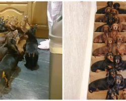 Woman Bets Her Friend He Can’t Get 16 Dachshunds To Sit Pretty On Stairs