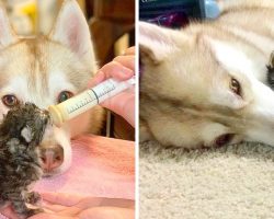 Husky Sees Kitten About To Die, Cuddles With Her All Night To Keep Her Alive