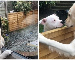 Two Dogs Develop A Fairy Tale Romance And Won’t Let A Fence Get In Their Way