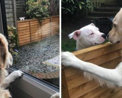 Dog Moves Into Neighborhood, Falls In Love With The Pooch Next Door