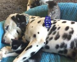 Foster Kittens Use Dalmatian Brother As Their Own Personal Jungle Gym