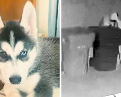 Hooded Stranger Steals Husky Puppy, Family Seeking Public’s Help In Finding Him