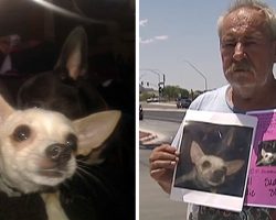 Distraught Man Frantically Searching For Lost Dog Offers His Own Home As A Reward