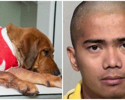 Dog Is Fighting For His Life After He Was Stabbed & Left For Dead By His Owner