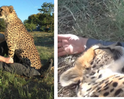 Cheetah approaches napping photographer and lays down for a cuddle under a tree