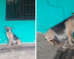 Pregnant Dog Waits By The Door For Her Family To Return, But They Moved Away