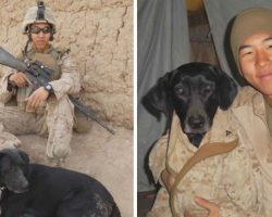 Marine Spent 6 Years Locating K-9 That Saved Him From IED To Bring Her Home